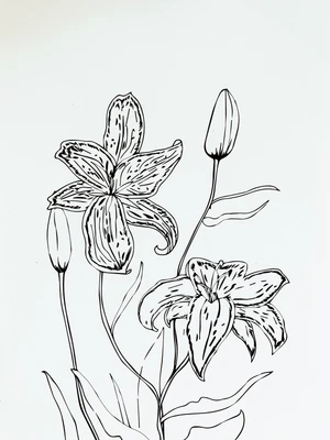 Botany Lane Prints